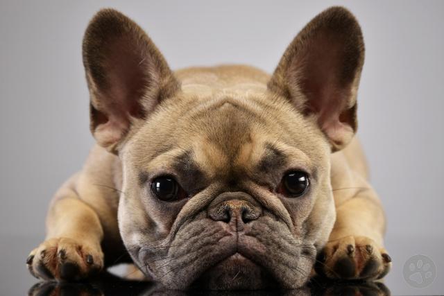 Pedigree french sale bulldog